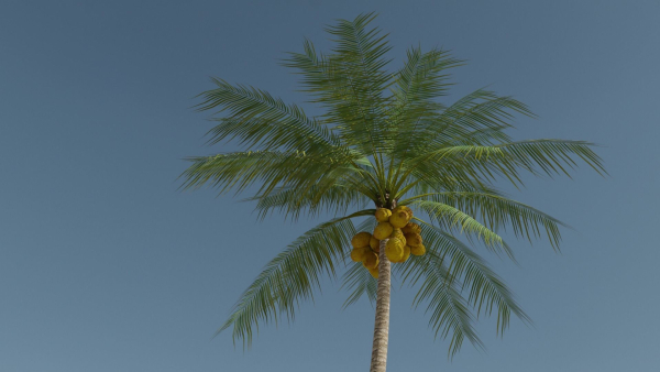 Coconut Palm v2