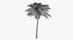Coconut Palm v2