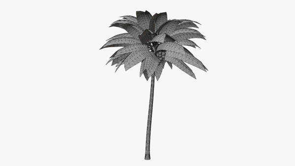 Coconut Palm v2