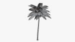 Coconut Palm v2