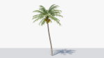 Coconut Palm v2