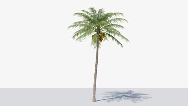 Coconut Palm v2