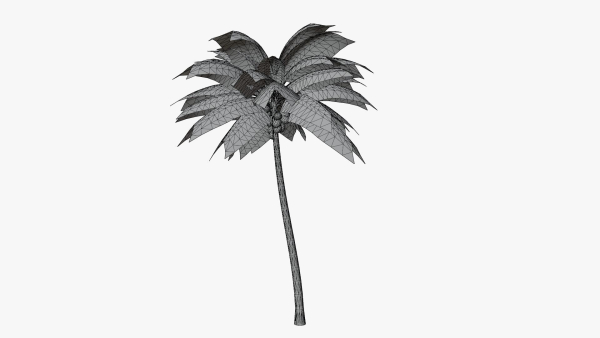 Coconut Palm v2
