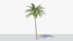 Coconut Palm v2