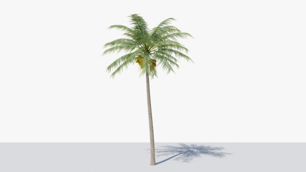 Coconut Palm v2
