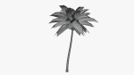 Coconut Palm v2