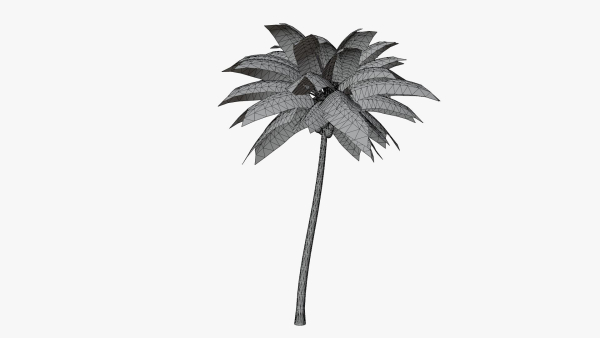 Coconut Palm v2