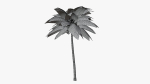 Coconut Palm v2
