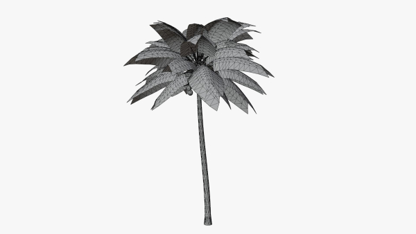 Coconut Palm v2