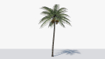 Coconut Palm v2