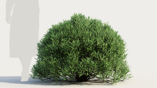Coleonema pulchellum a