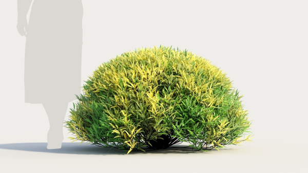 Coleonema pulchellum a