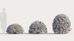 Coleonema pulchellum a
