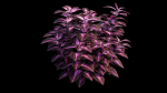 Coleus Plant set 06