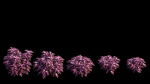 Coleus Plant set 06