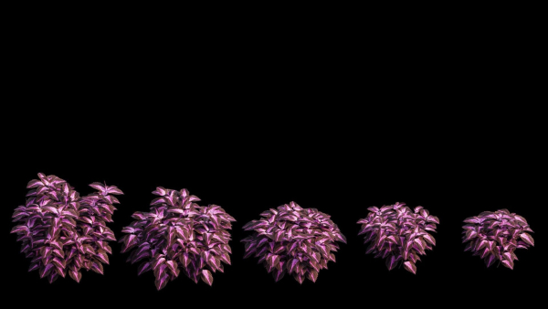 Coleus Plant set 06