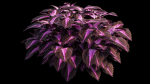 Coleus Plant set 06