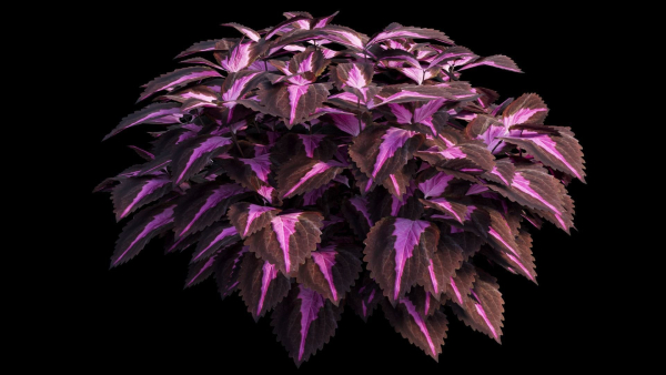 Coleus Plant set 06