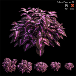 Coleus Plant set 06
