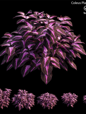 coleus-plant-set-06-3d-model-4d00e354a6