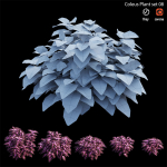 Coleus Plant set 06