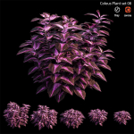 Coleus Plant set 06