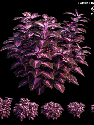 Coleus Plant set 06