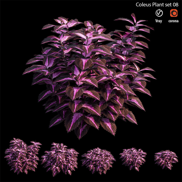 Coleus Plant set 06