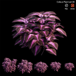 Coleus Plant set 06