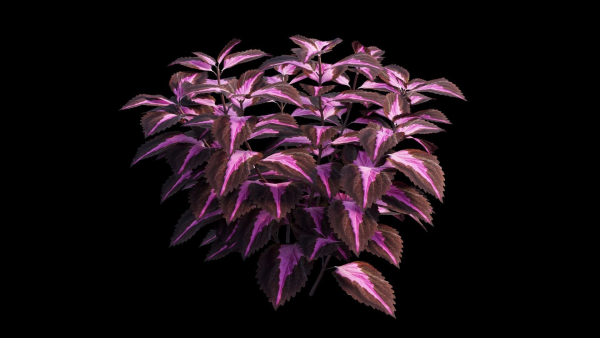 Coleus Plant set 06