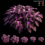Coleus Plant set 06