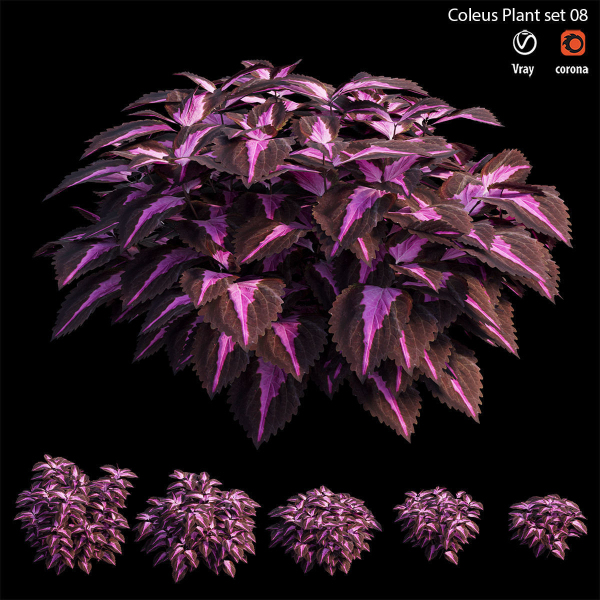 Coleus Plant set 06