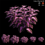Coleus Plant set 06
