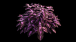 Coleus Plant set 06