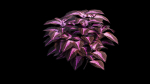 Coleus Plant set 06