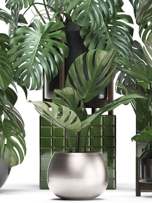 collection-exotic-plants-monstera-2-3d-model-max-obj-fbx