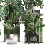Collection Exotic plants Monstera 2