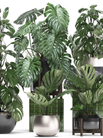 Collection Exotic plants Monstera 2