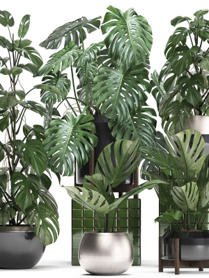Collection Exotic plants Monstera 2