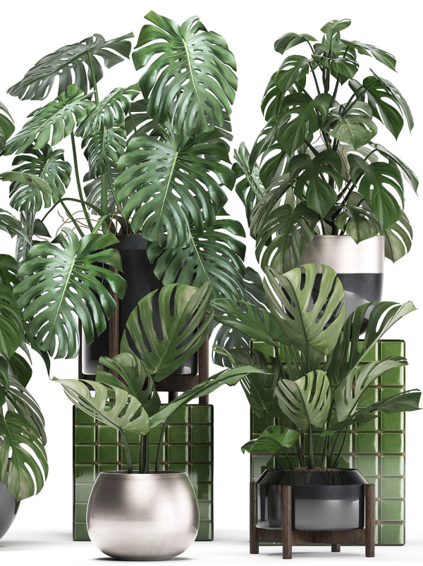 Collection Exotic plants Monstera 2