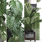 Collection Exotic plants Monstera 2