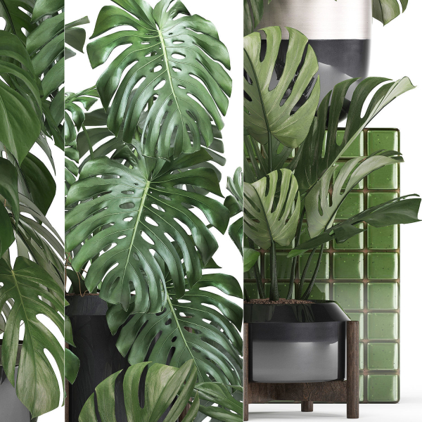 Collection Exotic plants Monstera 2
