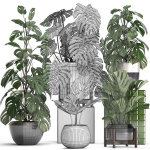 Collection Exotic plants Monstera 2