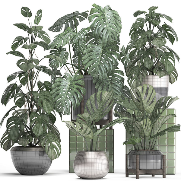 Collection Exotic plants Monstera 2