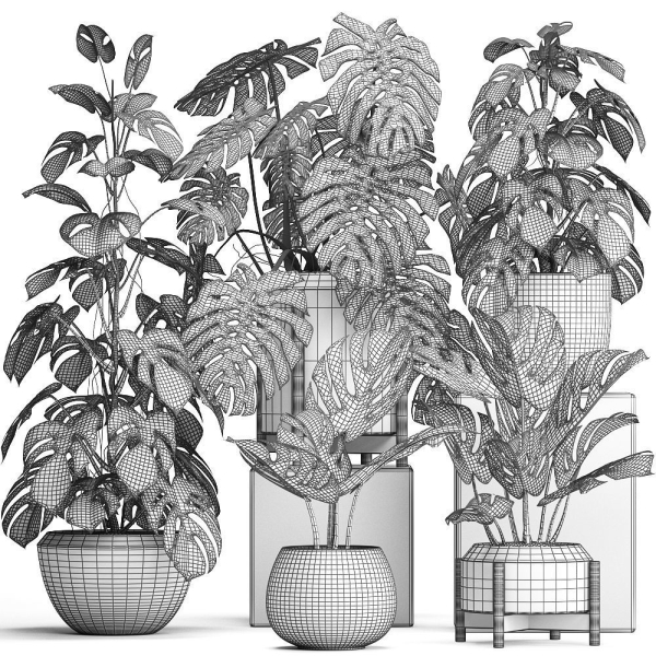 Collection Exotic plants Monstera 2