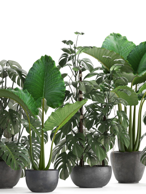 collection-exotic-plants-monstera-3d-model-max-obj-mtl-fbx