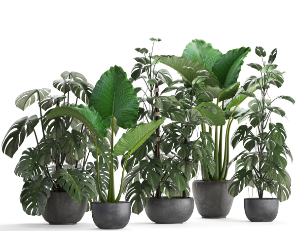 Collection Exotic plants Monstera