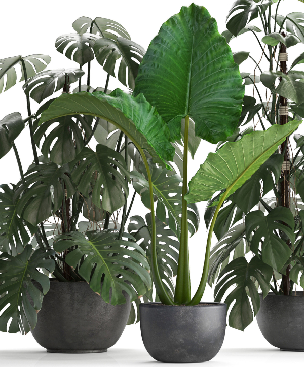 Collection Exotic plants Monstera