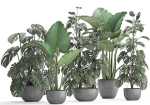 Collection Exotic plants Monstera