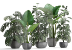 Collection Exotic plants Monstera